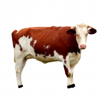 BAKON MF COMPLEXE PREMIX POUR LES BOEUFS