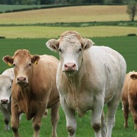 ALIMENT CONCENTRE POUR LES RUMINANTS
