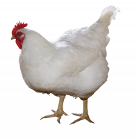 BAKON MF ALIMENT CONCENTRE 30 %  POUR LES POULETS DE CHAIR