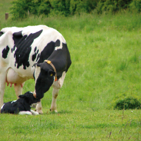 402- ALIMENT CONCENTRE 20%  POUR LES BOVINS LAITIERS