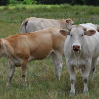 401- ALIMENT CONCENTRE 20% POUR LES BOVINS