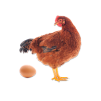 136-CONCENTRES POUR LES POULES EN PHASE DE PONTE