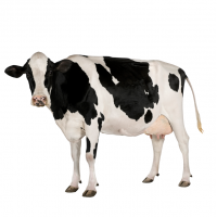 BAKON MF COMPLEXE PREMIX POUR LES VACHES LAITIERES