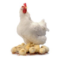 138-Tavuk Yemi Konsantresi