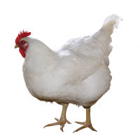 116-Broiler Yemi Konsantresi