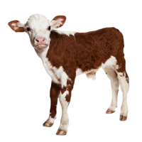 403-Kuzu Buzağı Yem Konsantresi