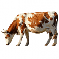 401-Besi Yemi Konsantresi