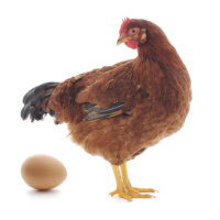 136-Yumurta Yemi Konsantresi